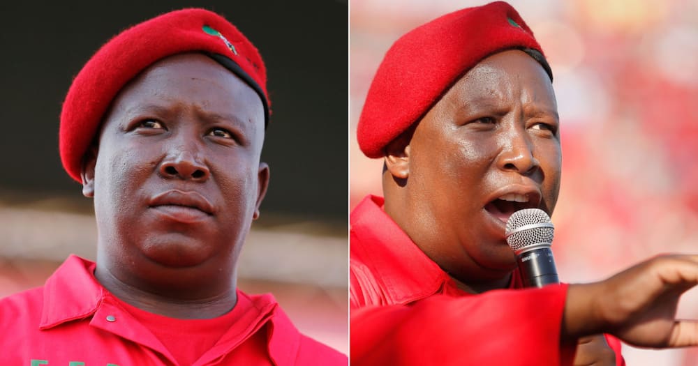 Economic Freedom Fighters, EFF, CIC Julius Malema, Jacob Zuma, ConCourt, Constitutional Court