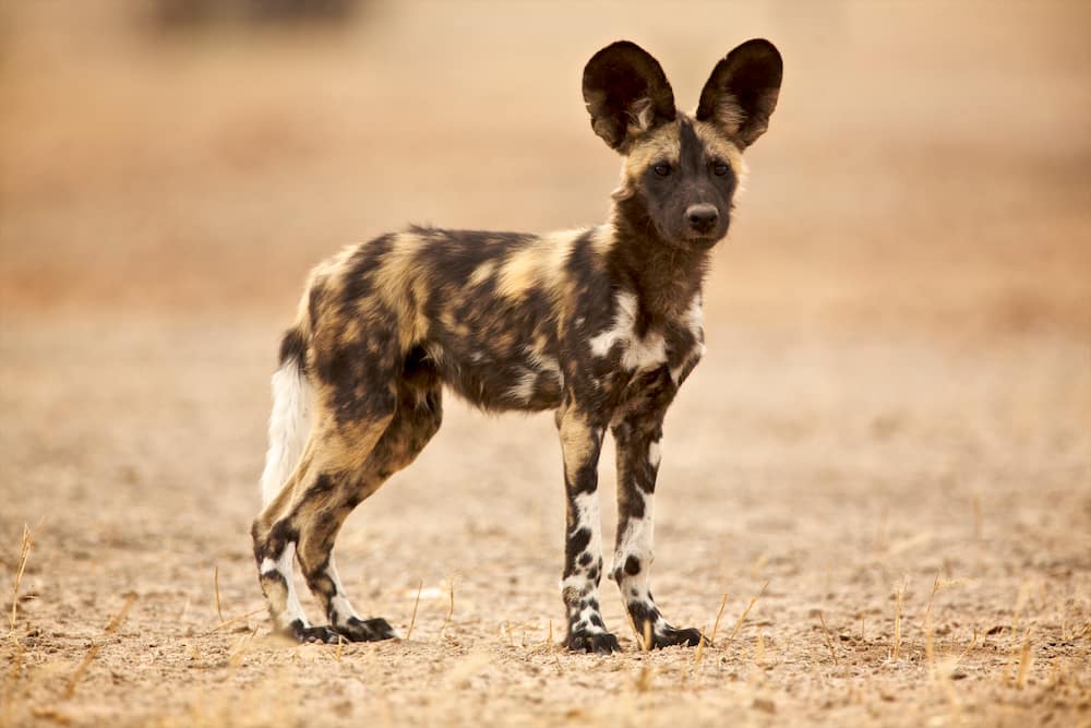 A young African wild dog