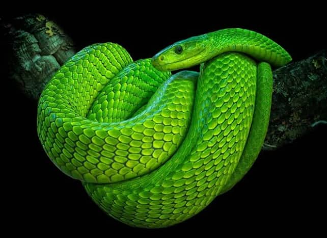 Deadly venomous Eastern green mamba, green arboreal snakes, Boomslang,  feared snakes of Africa 