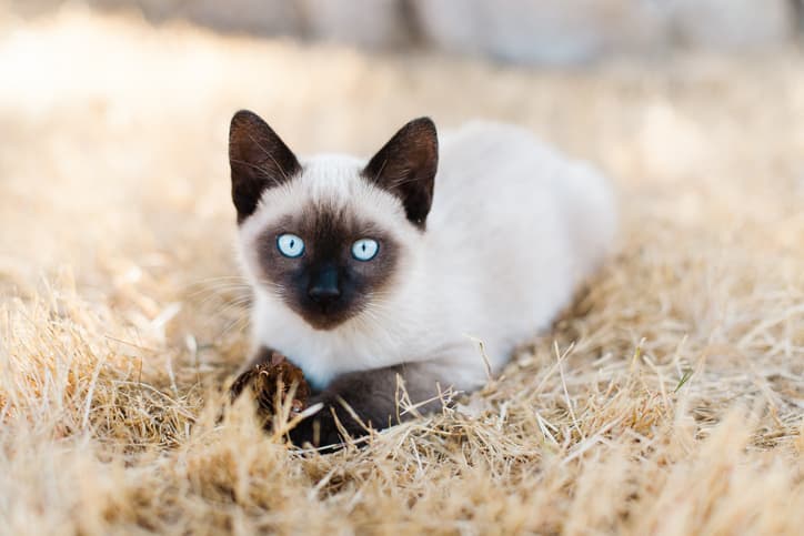 A blue-eyed Siamese kitten lays in the grass, holding a pinecone
