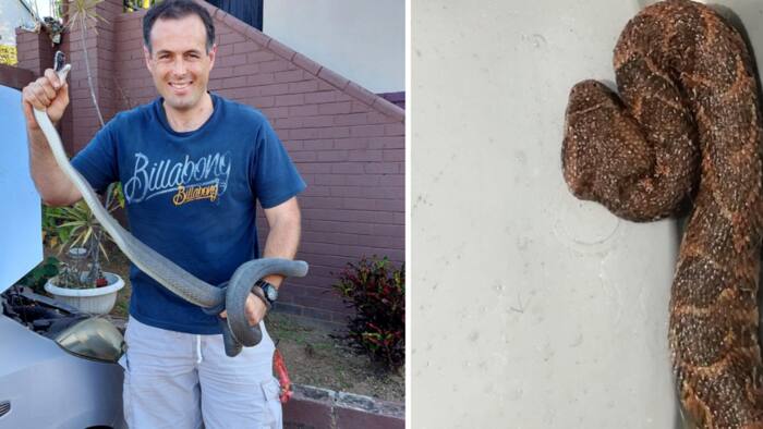 Cat delivers highly venomous puff adder to owner, Nick Evans gives safety advice: "Always keep the pets away"