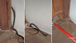 Nick Evans shares rescue of cheeky little black mamba in video at Escombe home: "Typical ma2000"