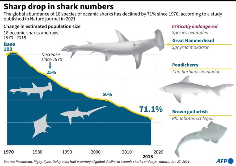 Sharp drop in shark numbers