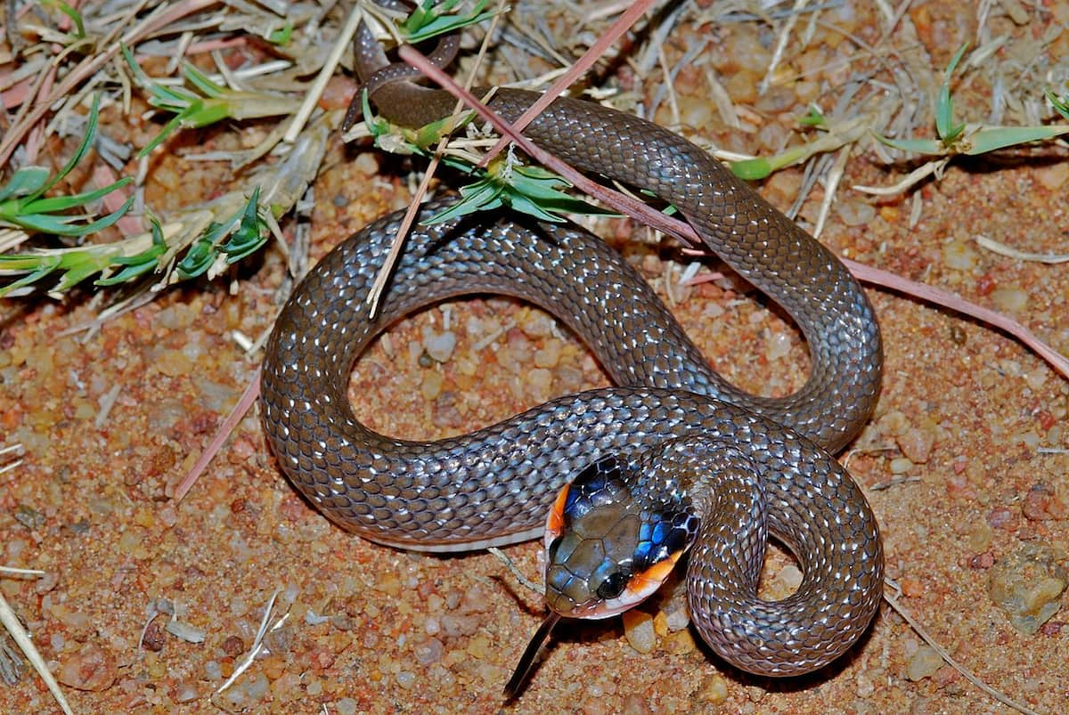 snakes-of-south-africa-identification-how-to-recognize-snake-species