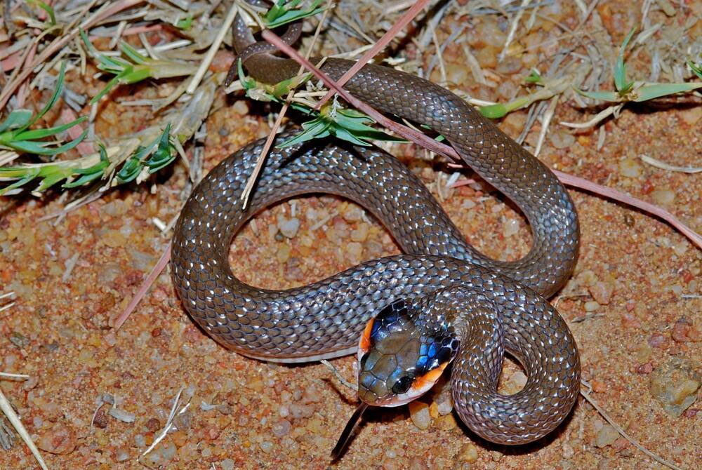 Snakes of South Africa identification: How to recognize snake species