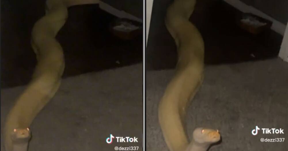 Snake Leaving Bathroom