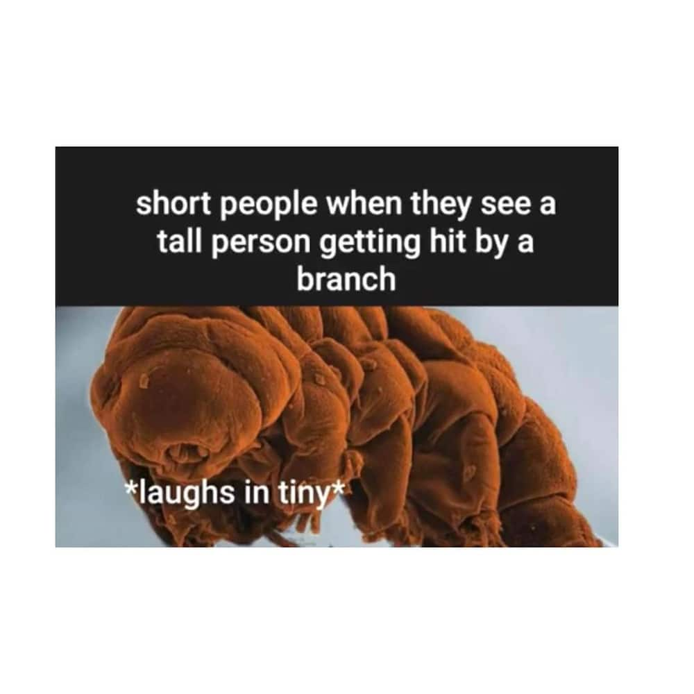 short people jokes for tall people