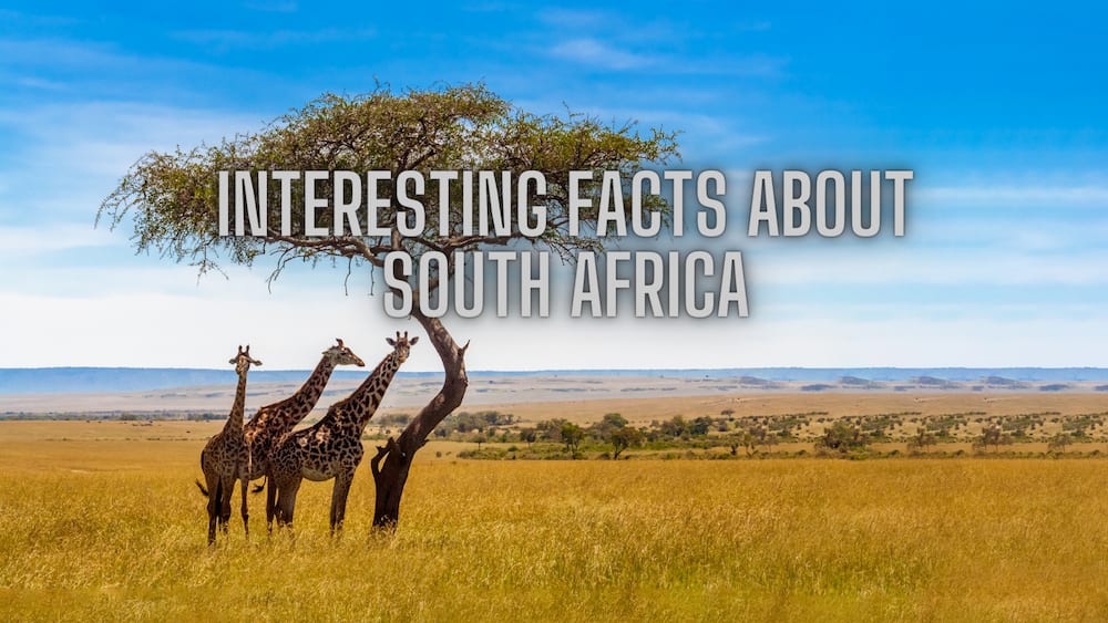 South Africa's cultural and natural features