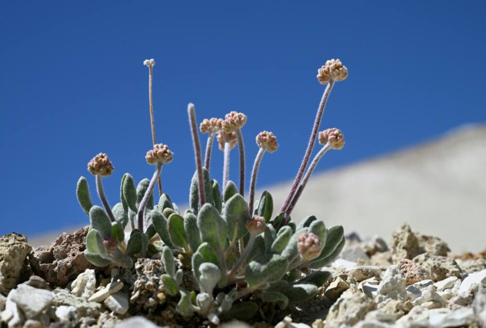A Tiehm's buckwheat plant starts to bud in its native habitat in the Silver Peak Range in Esmeralda County, Nevada beside Rhyolite Ridge, the site of a proposed lithium mine