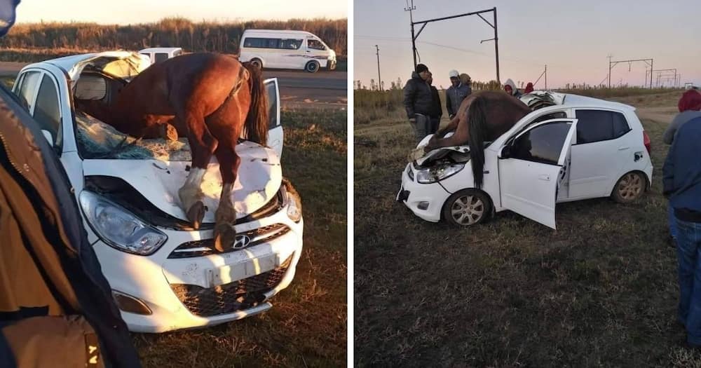 Ground Beef! A Massive Horse Strays Into the Road and Gets Hit by Hyundai i10 in Gauteng Causing Massive Crash
