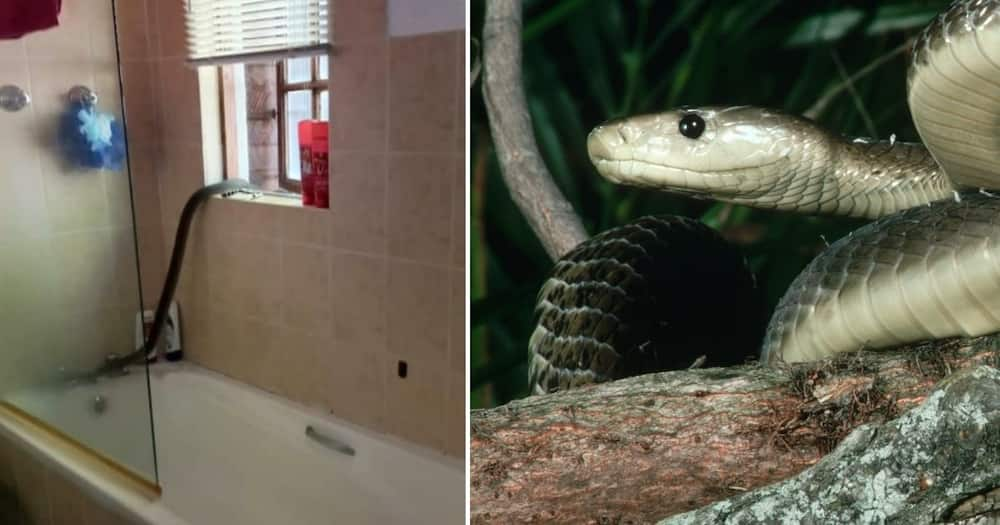 Nick Evans, snake catcher, Durban, KZN, black mamba, bathroom, rescue, trap, release