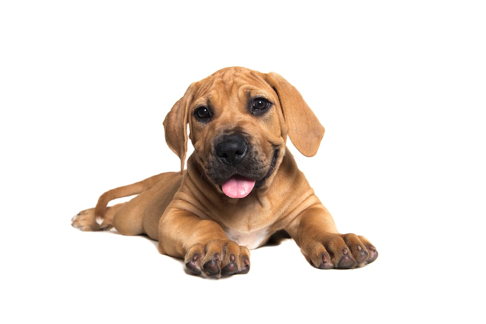 How much are South African Boerboel puppies?