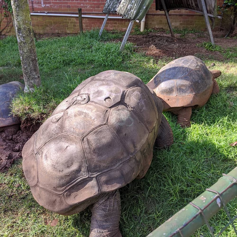Mitchells Park tortoise