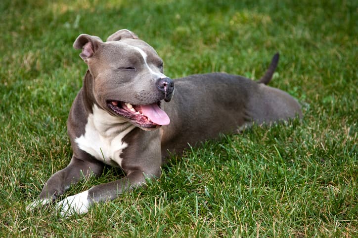 Why are Staffordshire bull terriers dangerous?