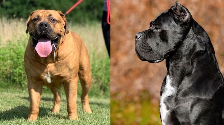 25 most dangerous dogs in South Africa (breeds with photos) - Briefly.co.za