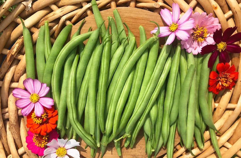 bush beans are among the most profitable vegetables to grow in South Africa