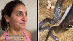 Woman finds snake in her chicken coop, casually takes it out