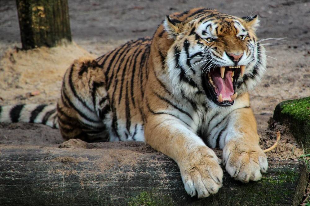 Is food allowed at the Pretoria Zoo? Is food allowed at the Pretoria Zoo?