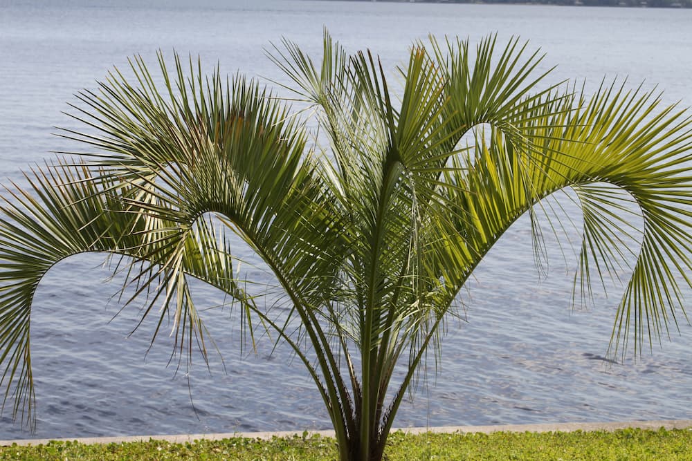 types of palm trees