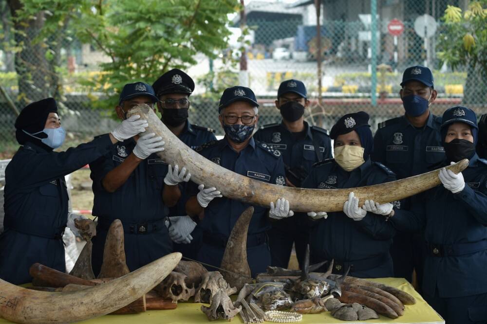 Malaysia has seized animal parts, including elephant tusks, rhino horns and pangolin scales, worth $18 million