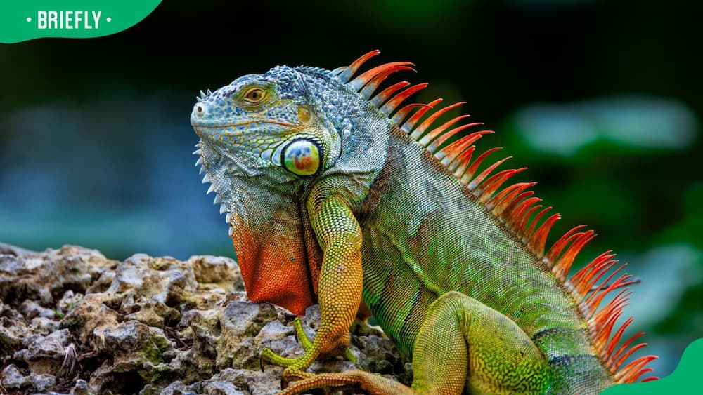 An iguana on a rock