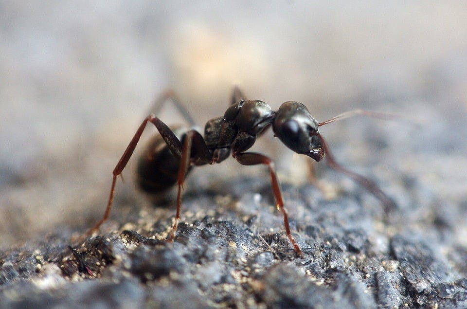 strongest animal in the world ant
