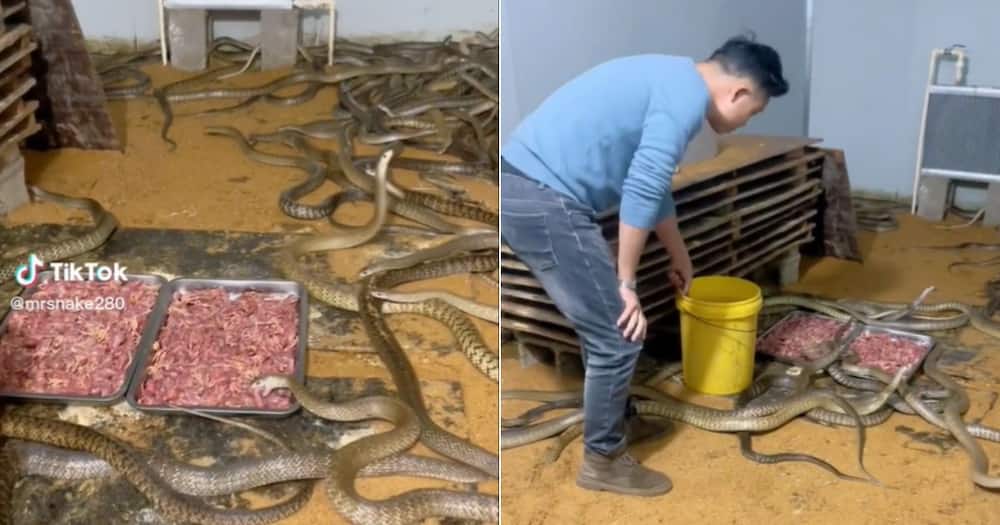 Snakes go viral