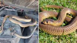 Mechanic finds snouted cobra under battery cover while working on truck, Nick Evans goes to the rescue