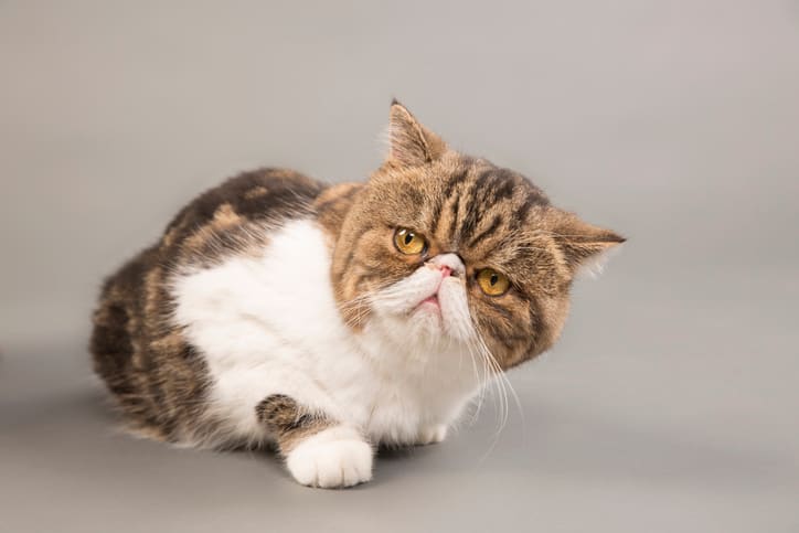 Close-up of exotic shorthair cat looking away while lying on a grey background