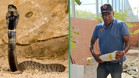 "I was shivering and praying": Snake catcher captures rinkhals, gives Mzansi the heebie-jeebies