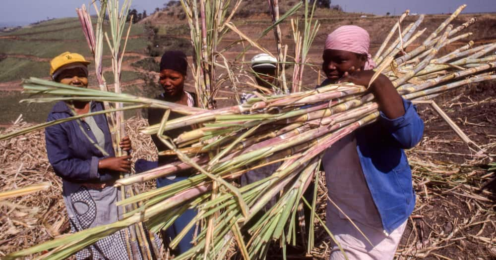 KZN Sugar Mills, violent protest, revenue loss, R180 million