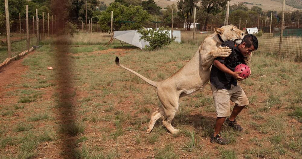 Pride, Lions, Pumas, Cougars, Animals, Covid 19, Symptoms, Zoo, Zookeepers, Tshwane, Virus, Infection, University of Pretoria, Scientists, Research, Study Pride, Lions, Pumas, Cougars, Animals, Covid 19, Symptoms, Zoo, Zookeepers, Tshwane, Virus, Infection, University of Pretoria, Scientists, Research, Study