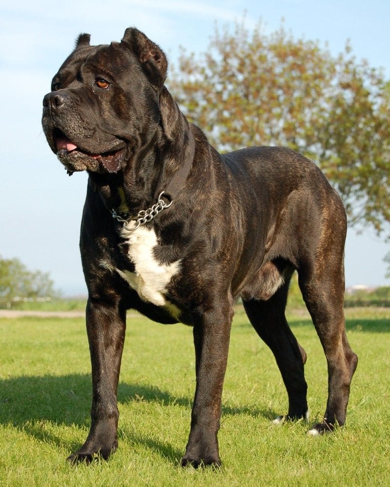 Top 10 most strongest dogs in hot sale the world