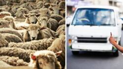 Suspected thief bundled 21 sheep into a taxi and then ran out of petrol in the North West