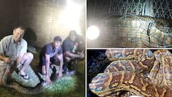 KZN snake rescuer catches massive 23kg 3.3m whopper of a python, says it was an unusual find
