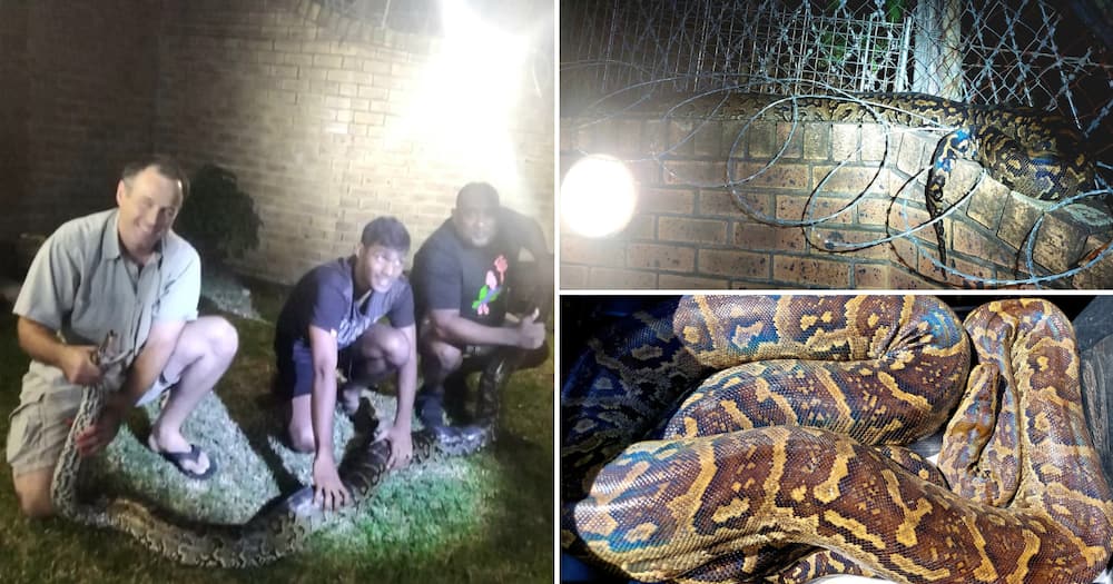 Nick Evans rescues a huge python that was very far from home