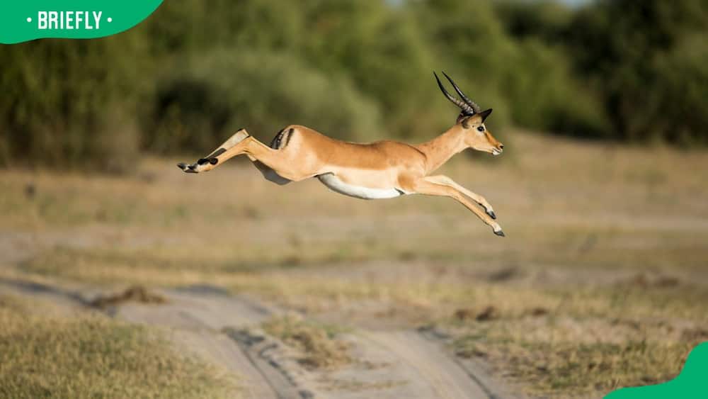 A leaping impala