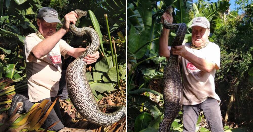Sarel van der Merwe holding a huge Southern African python