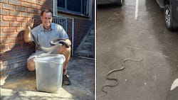 Nick Evans rescues black mamba from Westville restaurant, snake dies a few hours later: “Clearly Run Over”