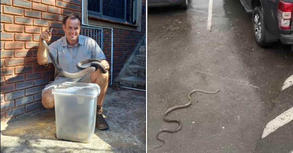 Snake rescuer Nick Evans rescued a badly injured black mamba from a busy restaurant.