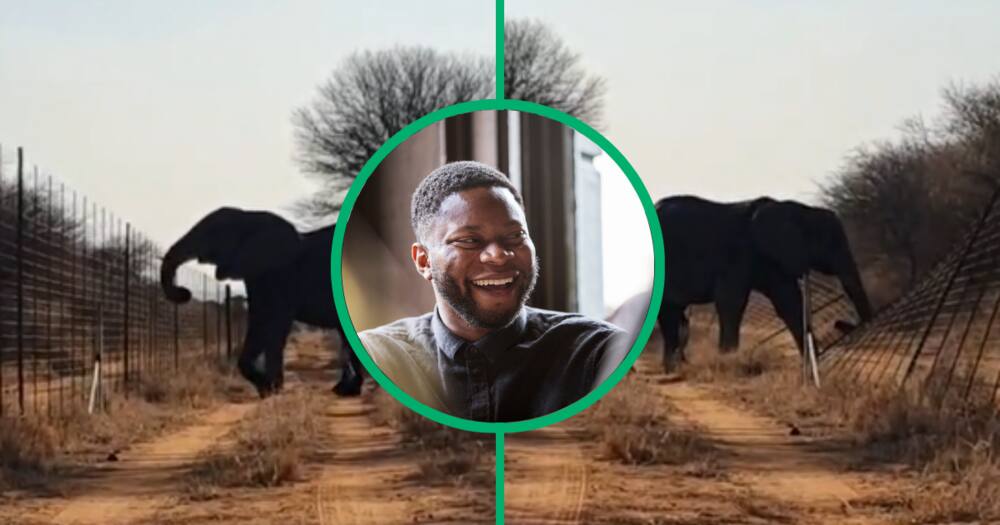 Two elephants skip Botswana border into South Africa, making TikTok users laugh