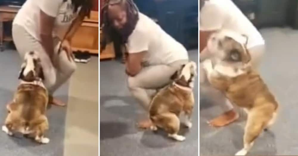 A dog twerked with his owner