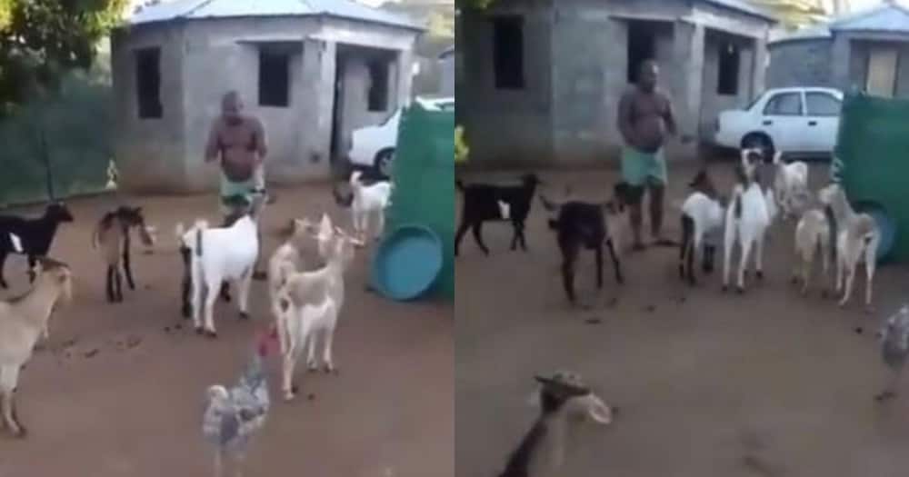 Video shows man having a meeting with animals, SA in stitches