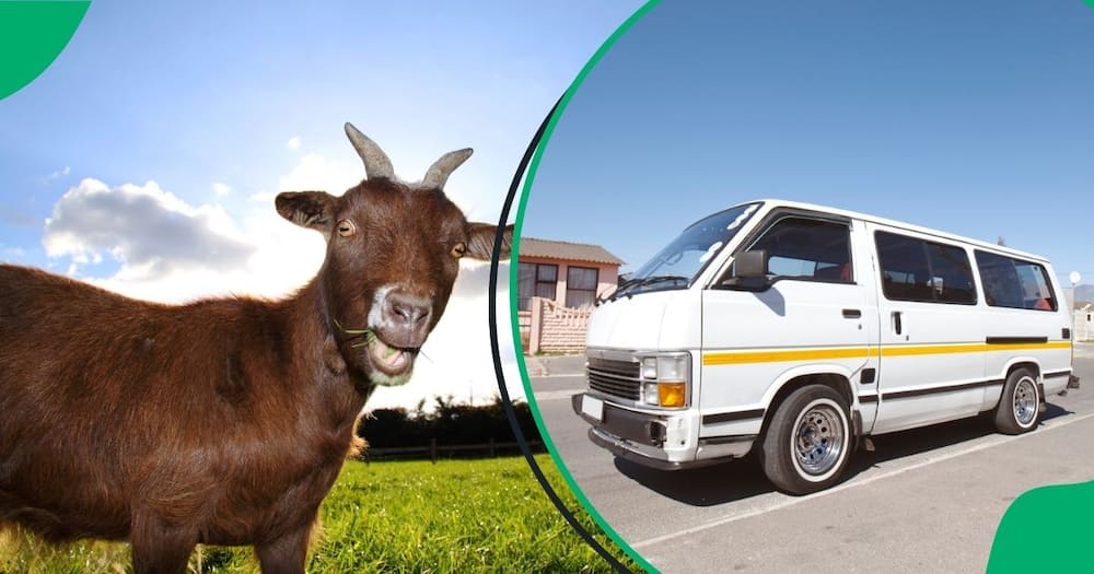 A woman hilariously boarded a taxi with two goats and left netizens in stitches.