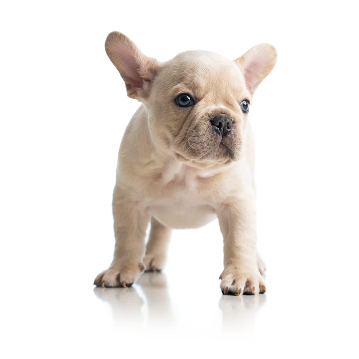 Most expensive French bulldog: Top 10 list that will amaze you ...