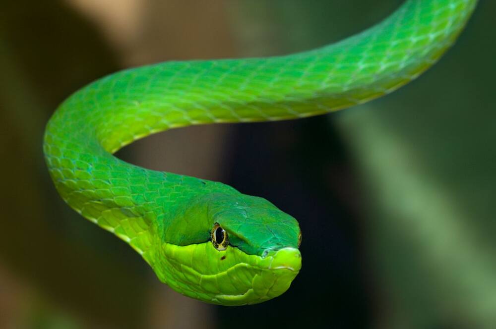 A green vine snake