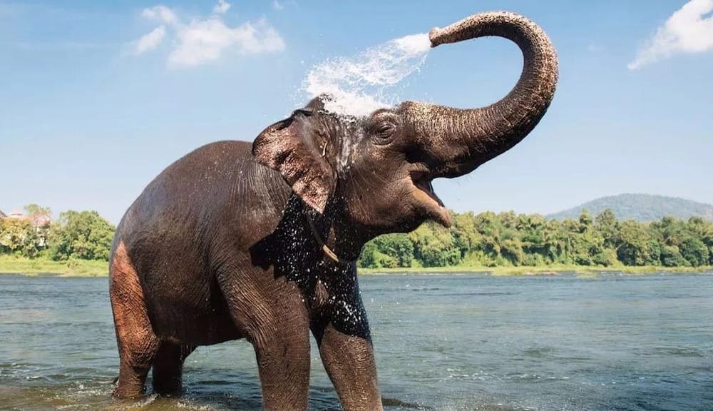 World's most dangerous animals in the world | Top 25 list World's most dangerous animals in the world | Top 25 list