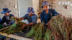 Khoi and San communities paid out R12.2m from SA rooibos industry in 1st of its kind deal