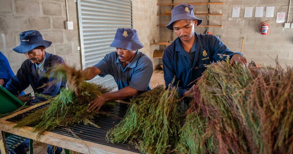 Khoi, San, communities, R12 million, pay out, South Africa, rooibos industry, benefit-sharing agreement