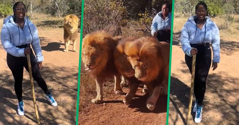 TikTok video of lion walk at North West game reserve